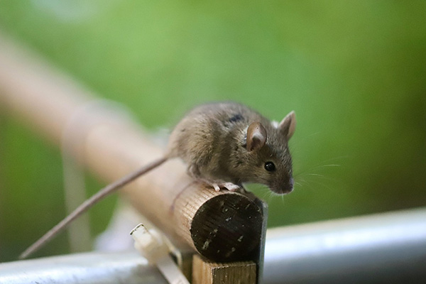field mouse