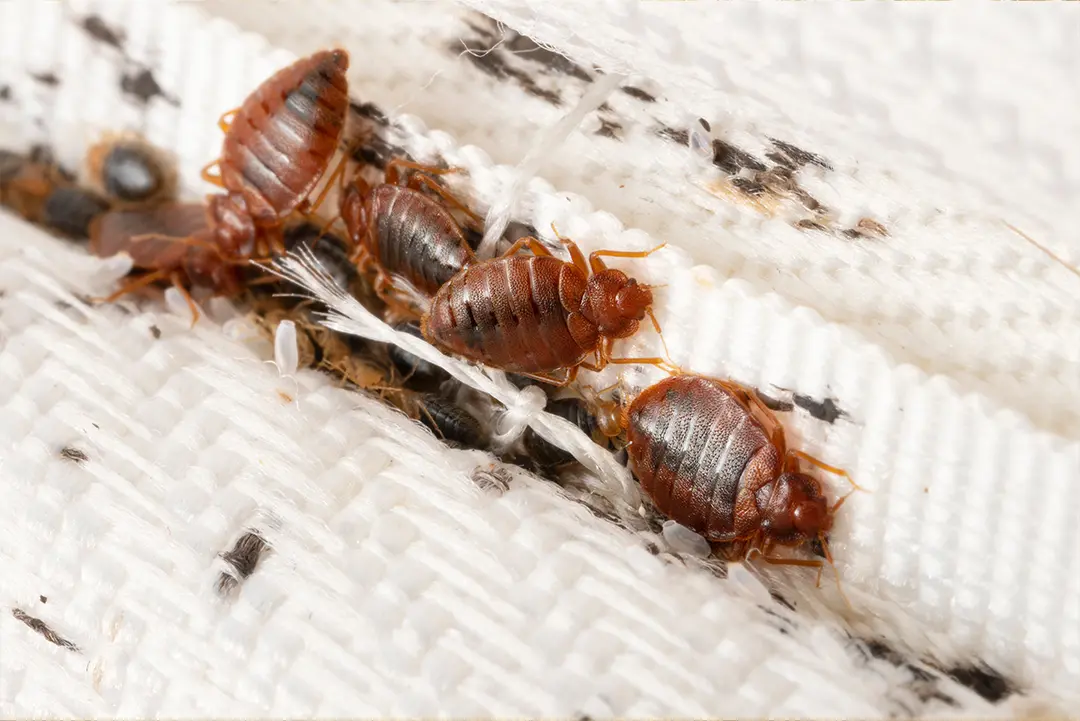 a close-up photo of bed bugs in a mattress seam